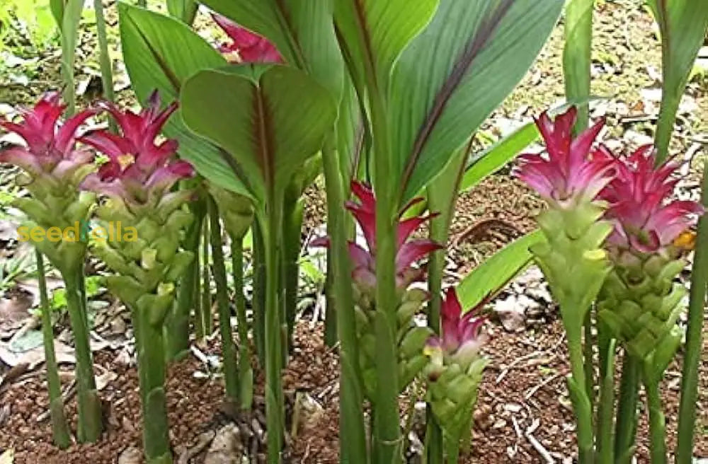 Curcuma Mix Flower Planting Seeds - Vibrant Tropical Blooms For Your Garden