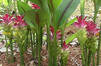 Curcuma Mix Flower Planting Seeds - Vibrant Tropical Blooms For Your Garden
