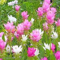 Curcuma Mix Flower Planting Seeds - Vibrant Tropical Blooms For Your Garden