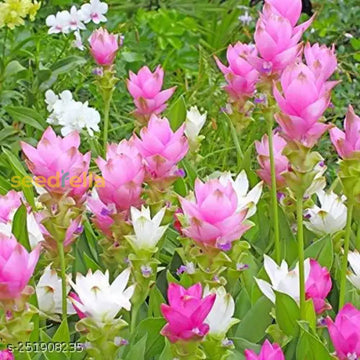 Curcuma Mix Flower Planting Seeds - Vibrant Tropical Blooms For Your Garden