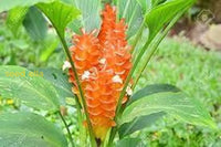 Curcuma Orange Flower Planting Seeds  Vibrant Garden Color