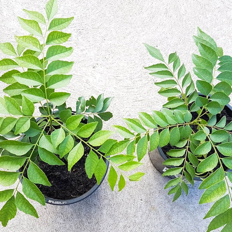 Curry Leaf seeds Murraya koenigii ornamental shrub