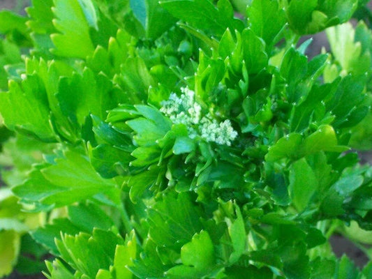 Cutting Leaf Celery seeds Apium graveolens growing leafy aromatic plants
