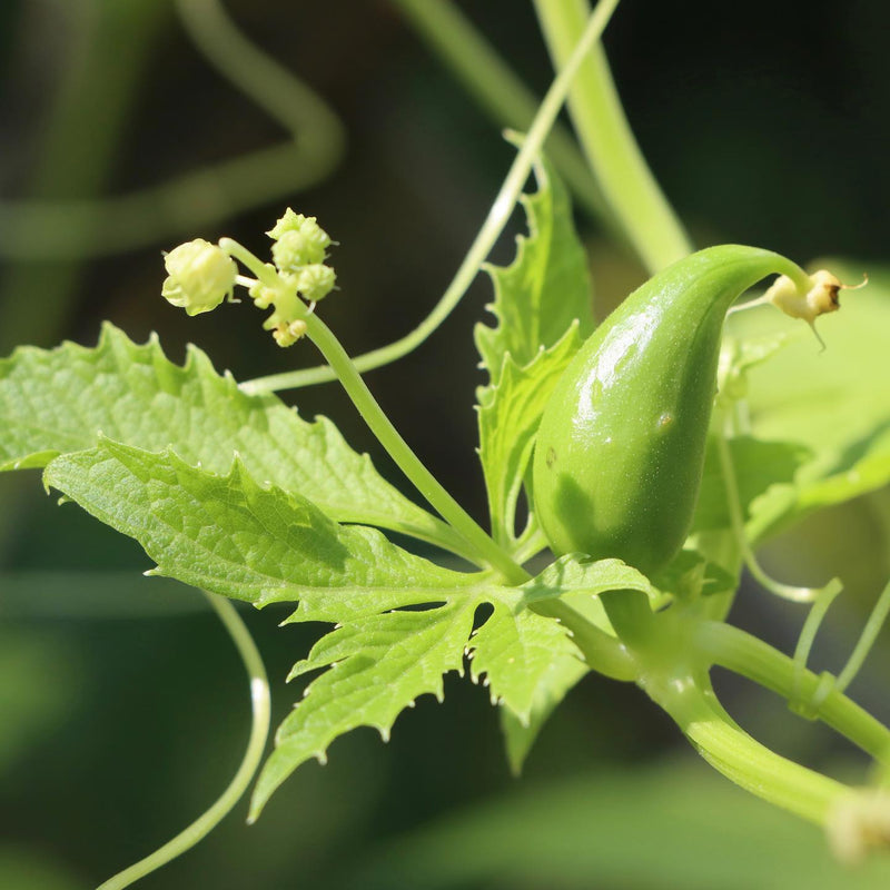 Cyclanthera Seeds for Easy Vegetable Planting