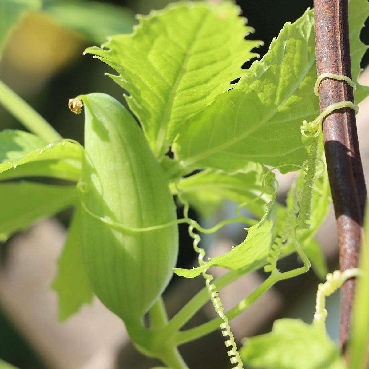 Cyclanthera Seeds for Easy Vegetable Planting