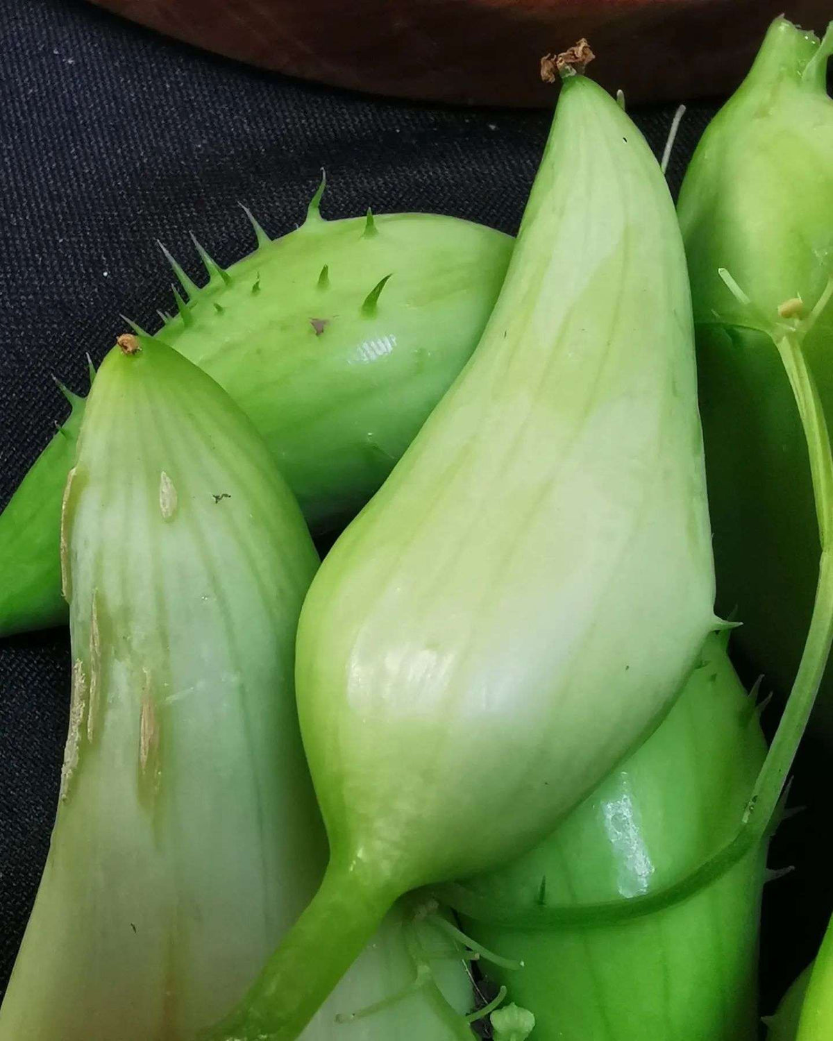 Cyclanthera Seeds for Easy Vegetable Planting