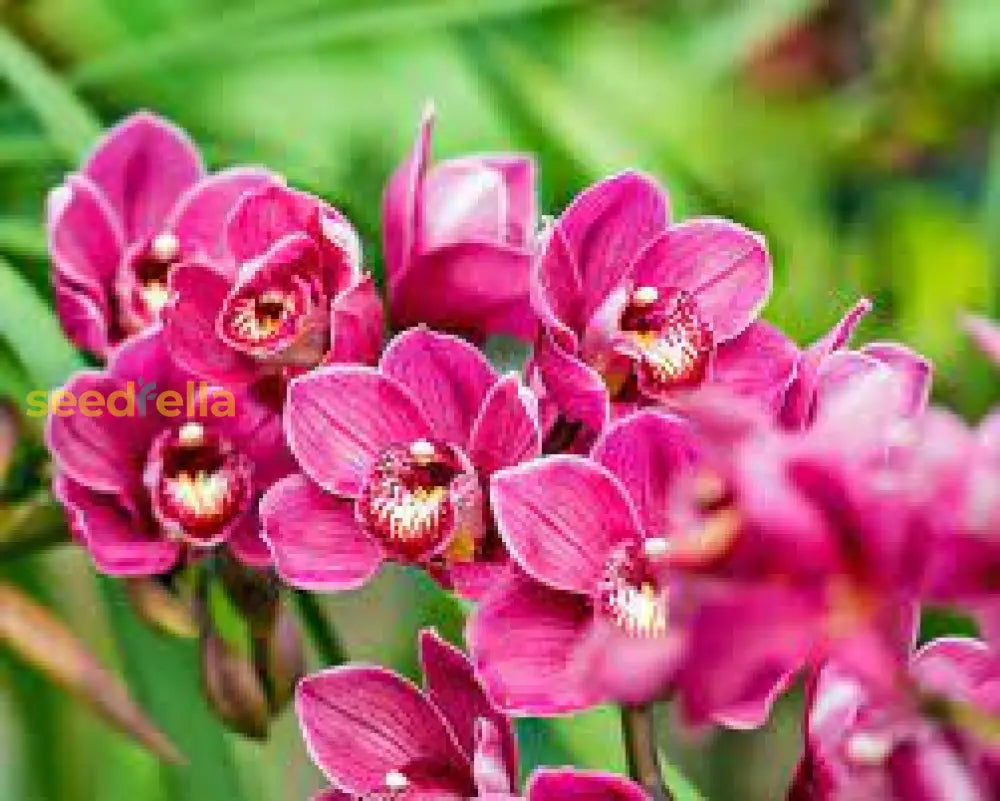 Cymbidium Flower Planting Seeds For Stunning Orchids
