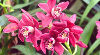 Cymbidium Flower Planting Seeds For Stunning Orchids