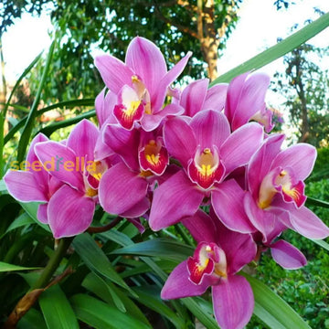 Cymbidium Flower Planting Seeds For Stunning Orchids