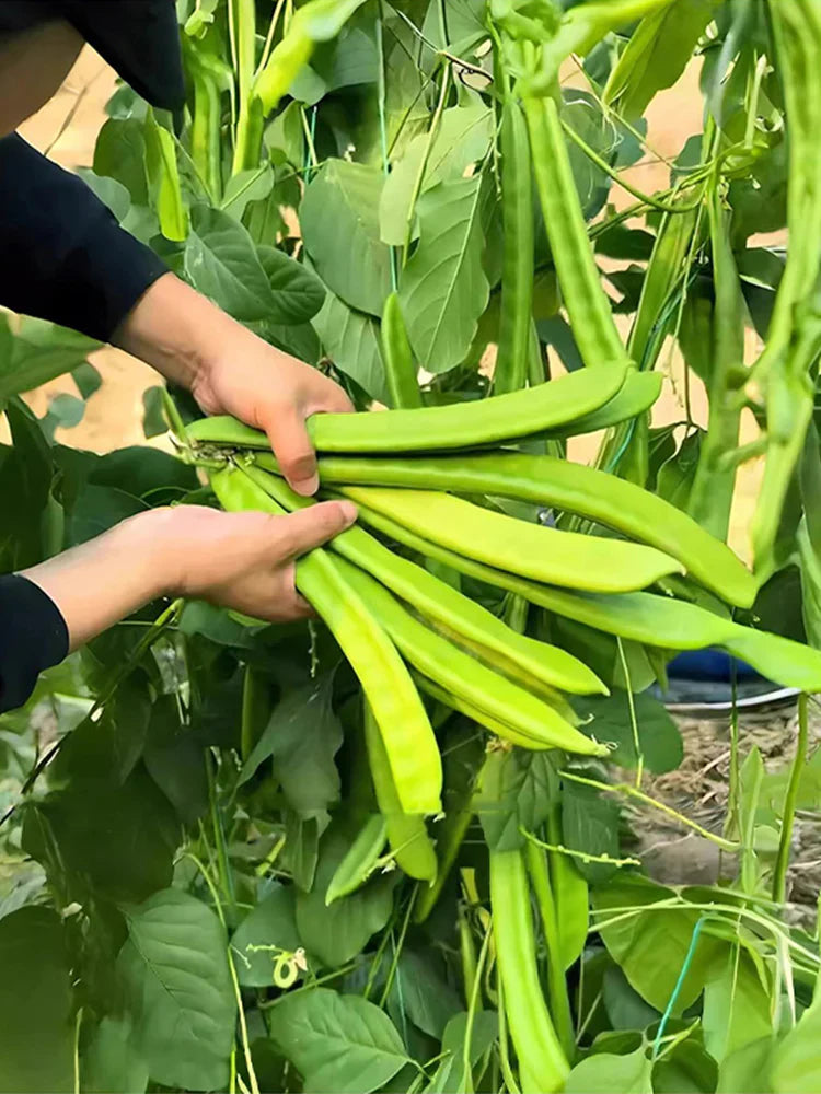 Sword Bean Vegetable Planting Seeds
