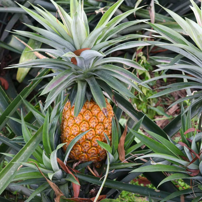Pineapple Fruit Seeds for Planting