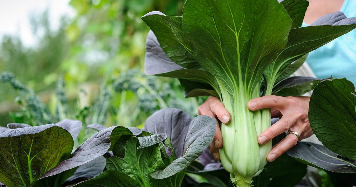 Dwarf Pak Choi Vegetable Seeds - Perfect for Planting