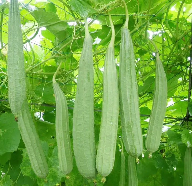 Acutangula Seeds for Planting - Grow Fresh Vegetables