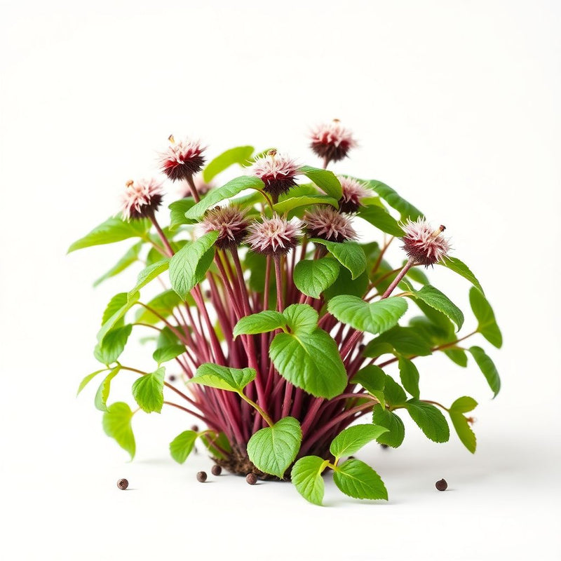 Cyclanthera Seeds for Easy Vegetable Planting