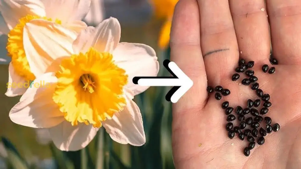 Daffodil Flower Planting Seeds For Vibrant Spring Blooms