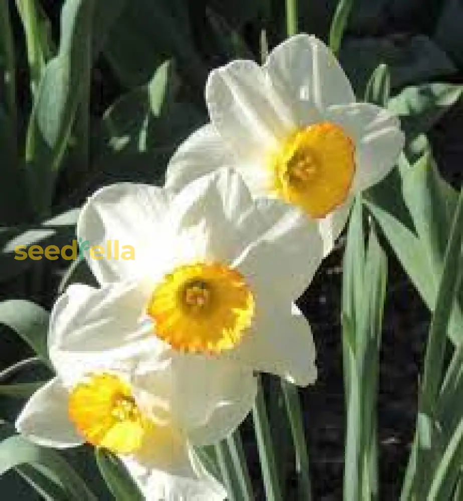 Daffodil Flower Seeds For Planting  Vibrant White And Yellow Blooms