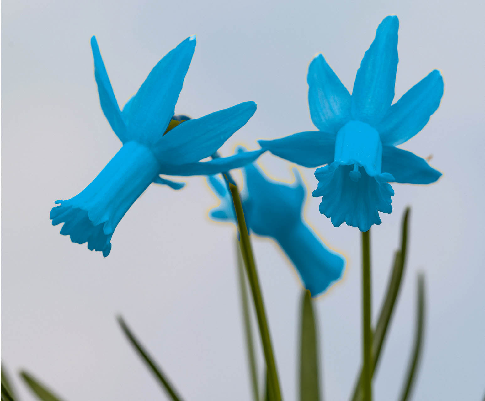 Non GMO Blue and White Daffodils planting seeds for gardens