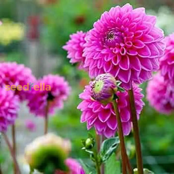 Dahlia Pink Flower Seeds For Planting  Vibrant Blooms Your Garden
