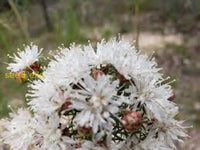 Dalea Pinnata Flower Seeds For Planting  Enhance Your Garden With Stunning Blooms