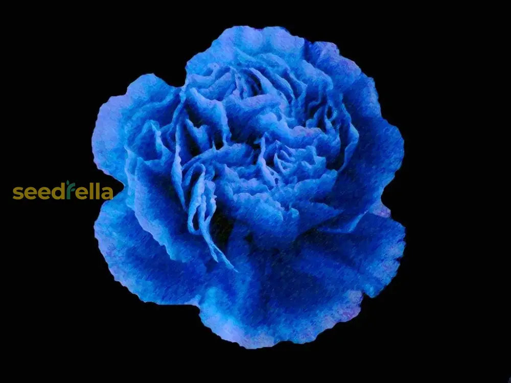 Dark blue dianthus caryophyllus seeds for planting