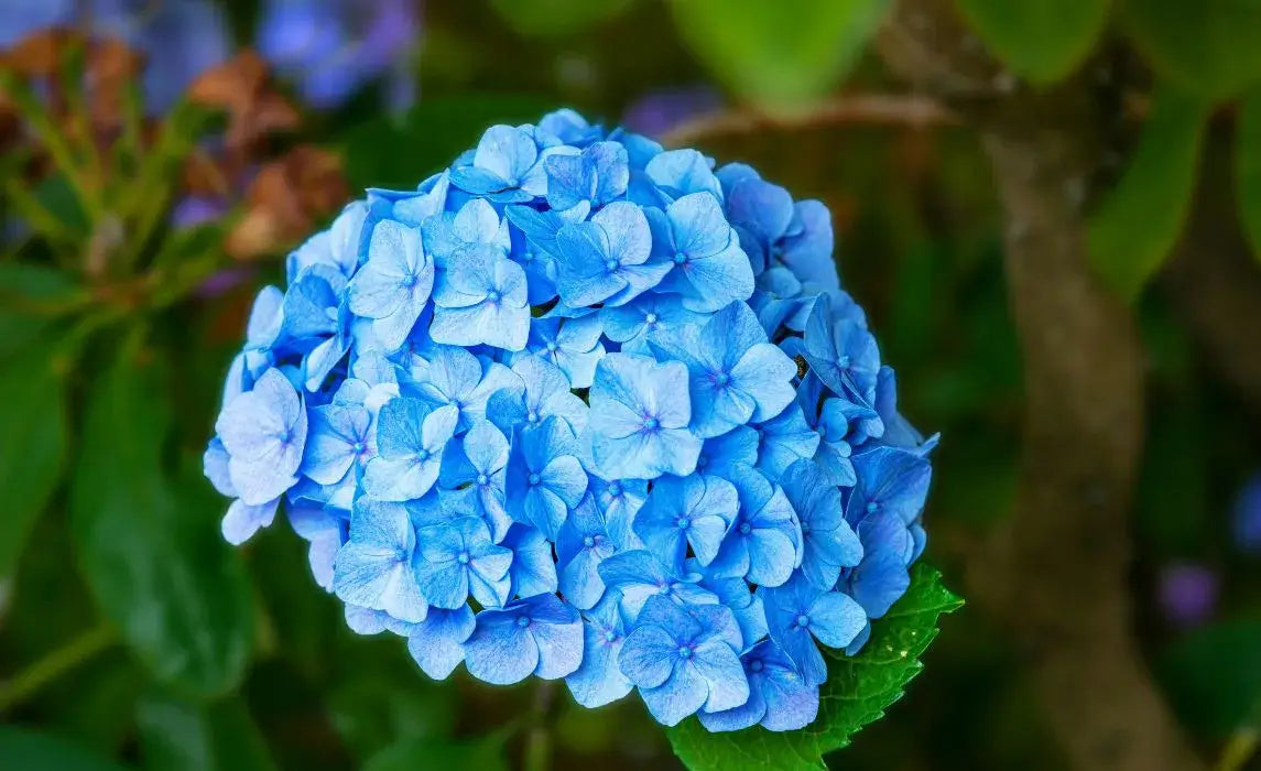 Dark Blue Hydrangea Seeds