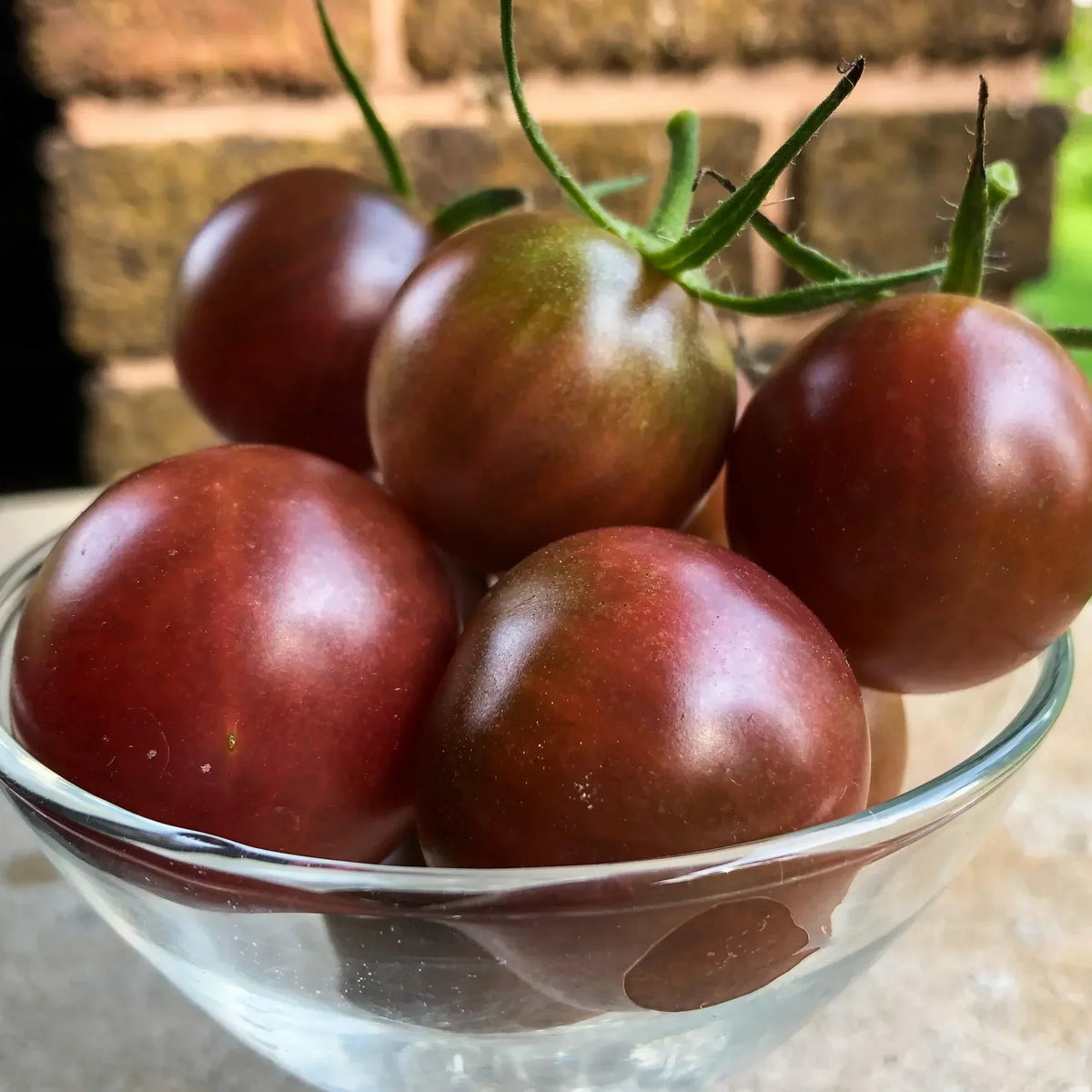 Planting guide for dark brown tomato seeds