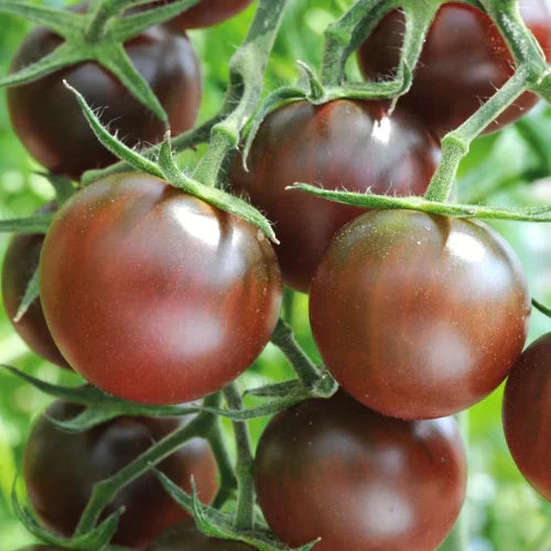 Dark brown tomato seeds for planting