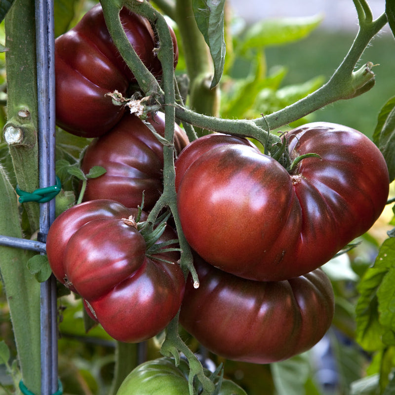 Dark maroon tomato seeds for planting