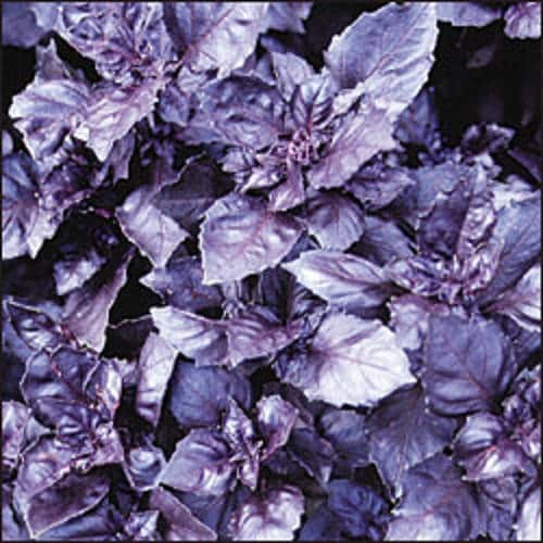 Dark Opal Basil Seeds Ocimum basilicum Purple Ruffled Herb Plant