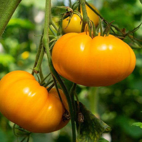 Dark orange giant tomato seeds for planting