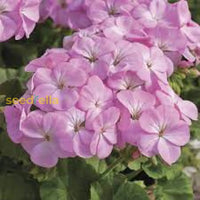 Dark Pink Geranium Apple Blossom Flower Seeds For Planting