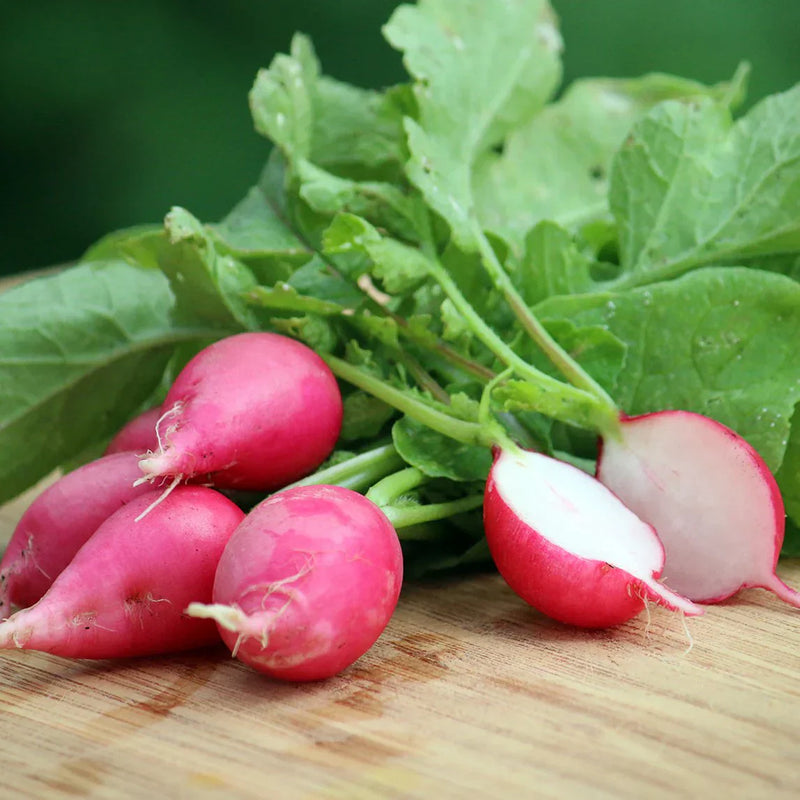 Dark pink radish seeds for planting