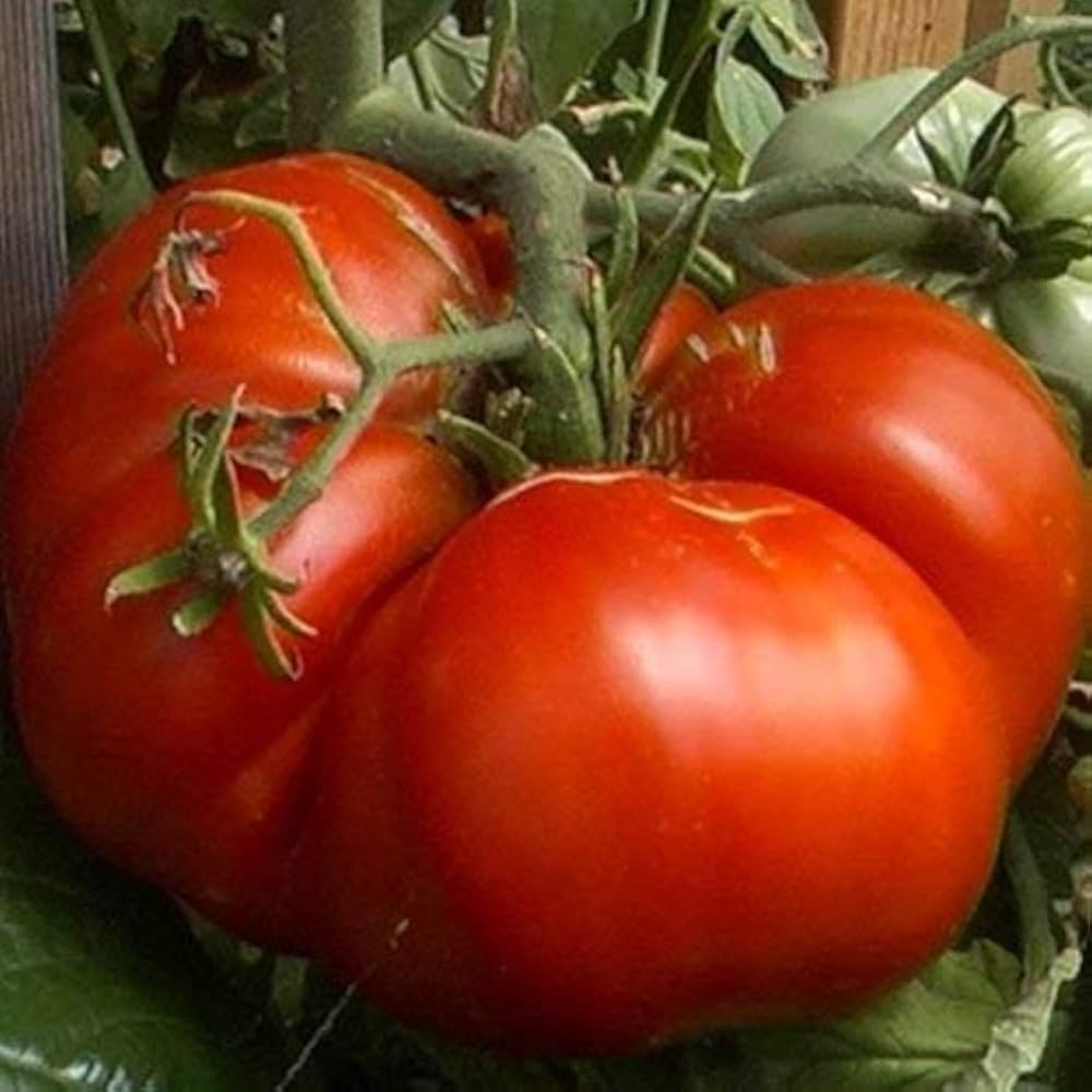 Dark red big huge tomato seeds for planting