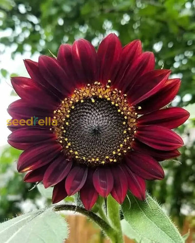 100 Pcs