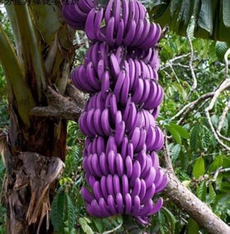 Dark violet banana seeds for planting exotic tropical bananas