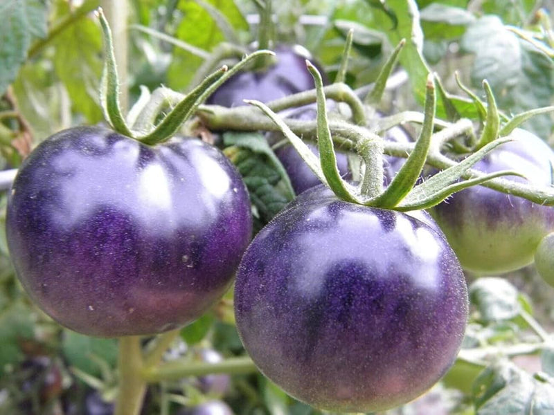 Dark violet tomato seeds for planting