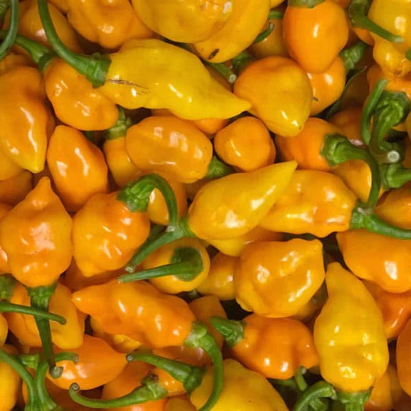 Datil Pepper Vegetable Seeds for Home Planting