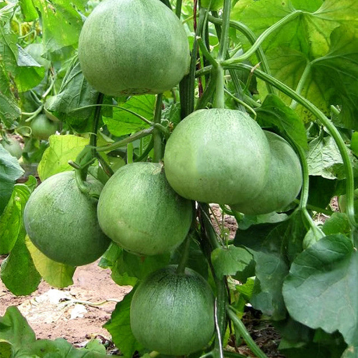 Green Cucumeropsis Seeds for Planting - High-Quality Vegetable Seeds