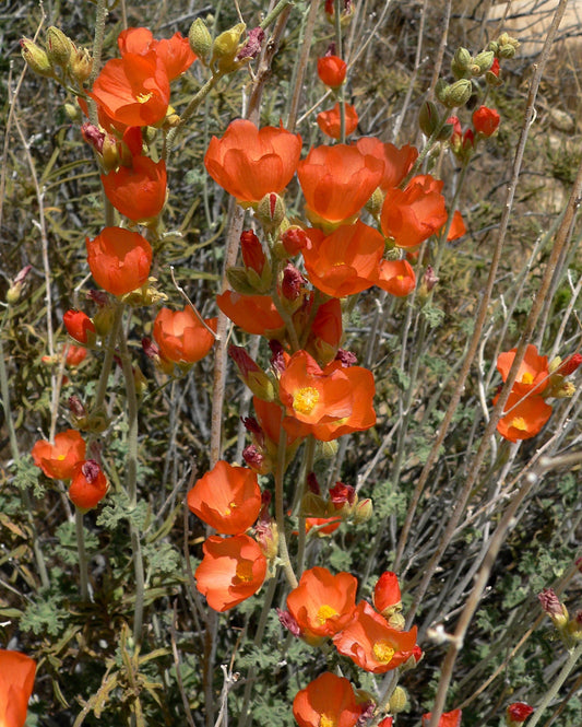 Apricot Desert Globemallow Sphaeralcea Ambigua Non-GMO Seeds for Planting
