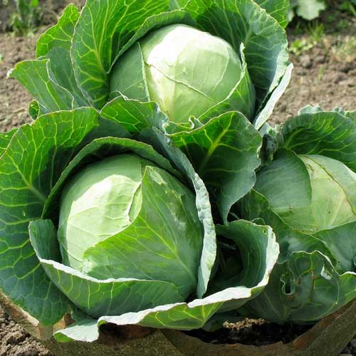 Golden Acre Cabbage Seeds for Planting - High Yield Variety