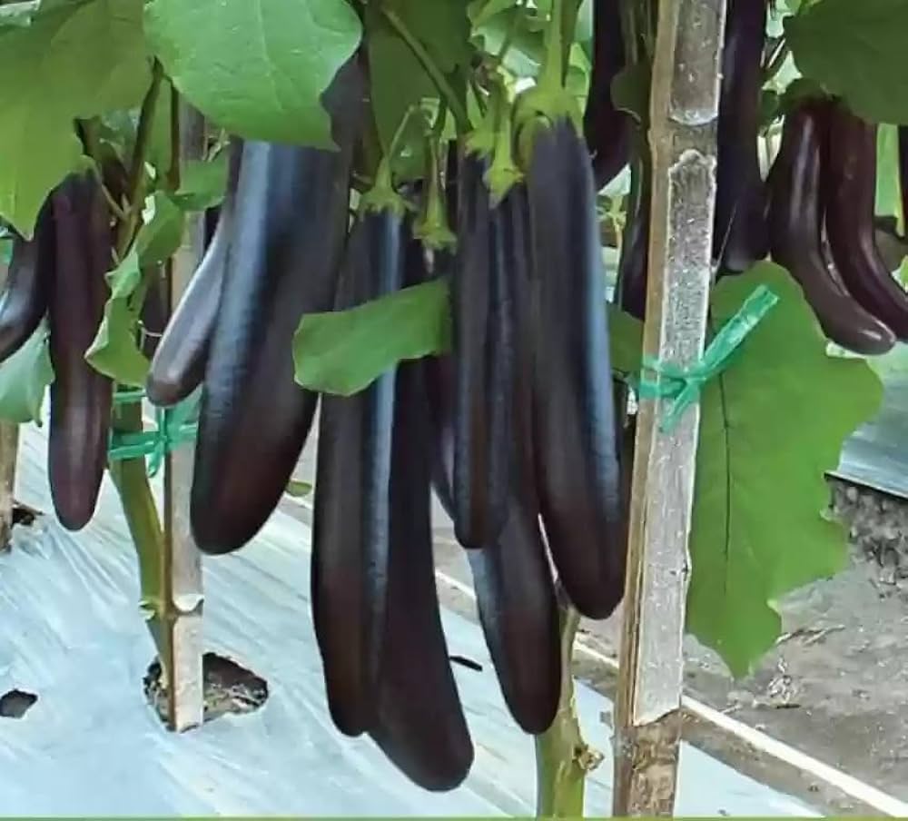 Diamond eggplant plants grown from high quality seeds