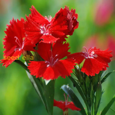 100 Pcs