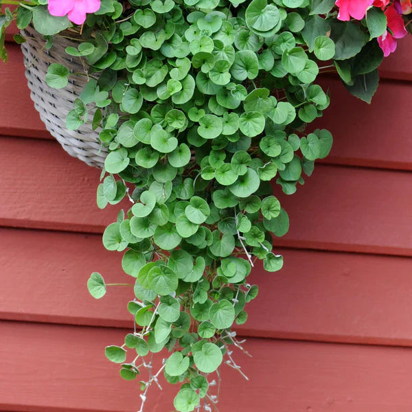 Emerald Falls Dichondra House Flower seeds for Planting - Fragrant Blossoms, Heirloom & GMO Free Seeds for Home Garden
