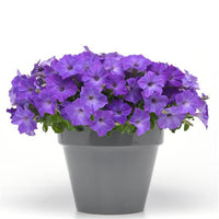 Blue Petunia Flower Seeds  Perfect for Planting