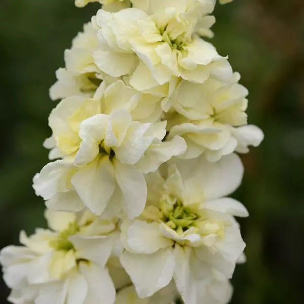 Matthiola Incana Yellow Flower Seeds for Spring and Summer Planting