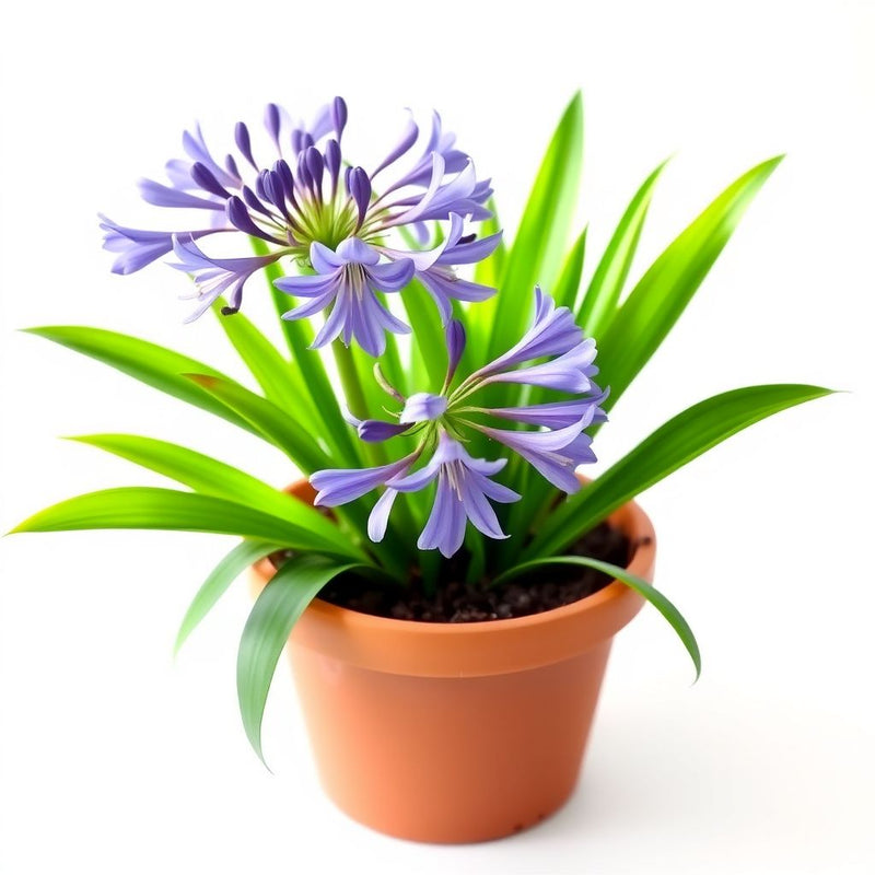 Agapanthus Africanus Flower seeds for Planting - Shade Tolerant, Heirloom & GMO Free Seeds for Home Garden