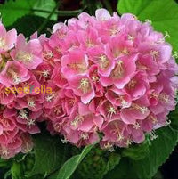 Dombeya Bourgassiae Pink Blossom Plant Seeds For Planting Flower