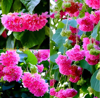 Dombeya Bourgassiae Pink Blossom Plant Seeds For Planting Flower