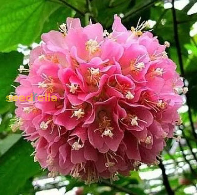 100 Pcs