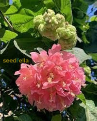 Dombeya Pink Flower Seeds For Planting - Vibrant Blooms Your Garden